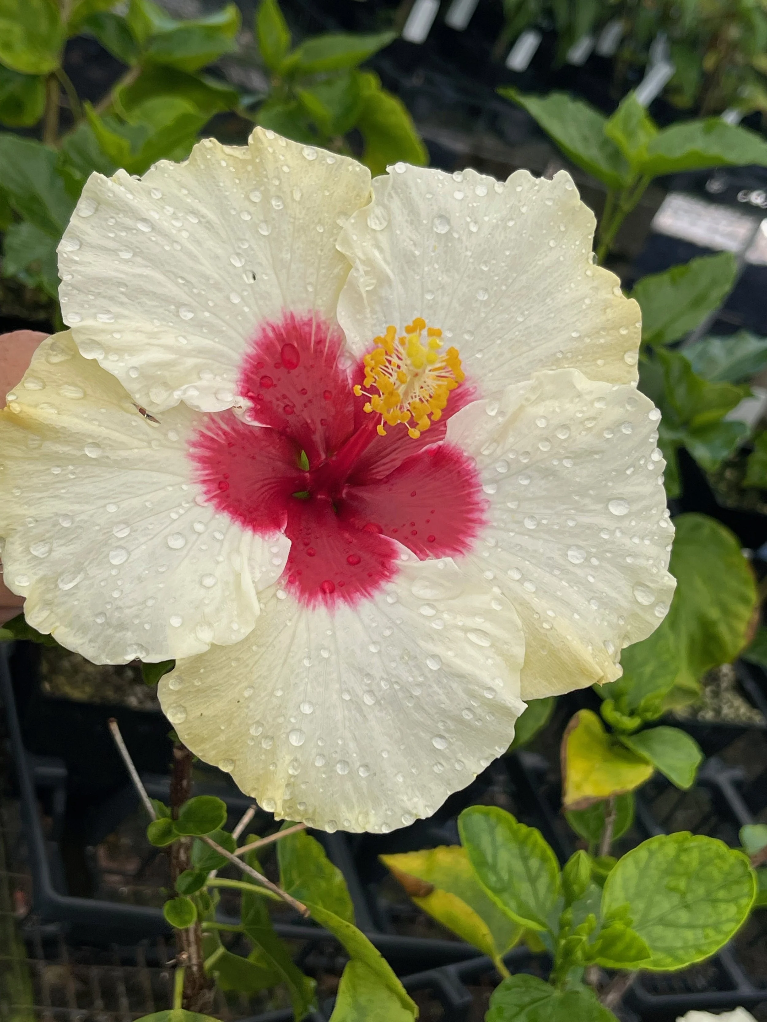 Hibiscus — Vintage Green Farms with Tom Piergrossi Hibiscus — Vintage Green Farms with Tom Piergrossi
